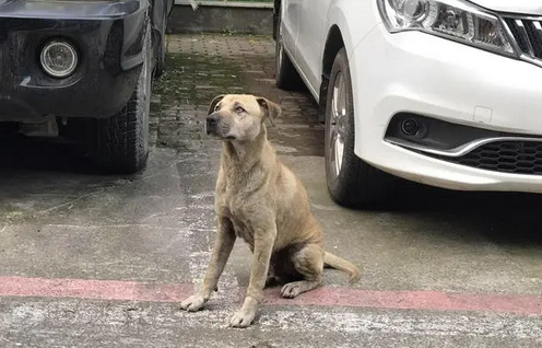 小区里的流浪狗越来越多，最后一种做法，太容易引起纠纷
