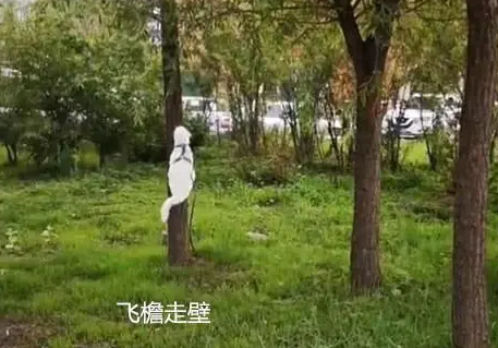 猫咪遛弯化身“孙悟空”,上窜下跳一刻不停,主人:心好累 猫咪遛弯化身“孙悟空”,上窜下跳一刻不停,主人:心好累