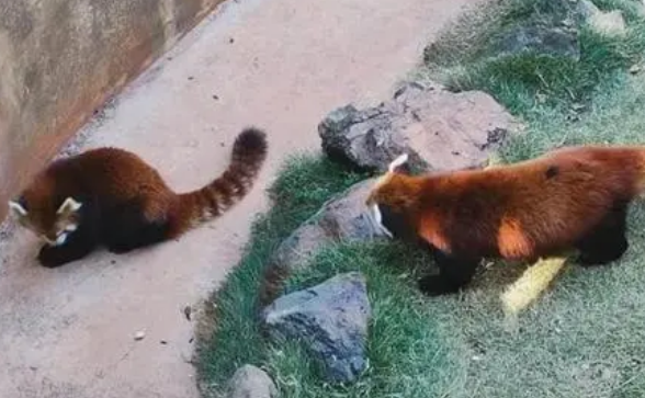 大理一公园养猫替小熊猫“顶岗”？园方：正主藏树上了