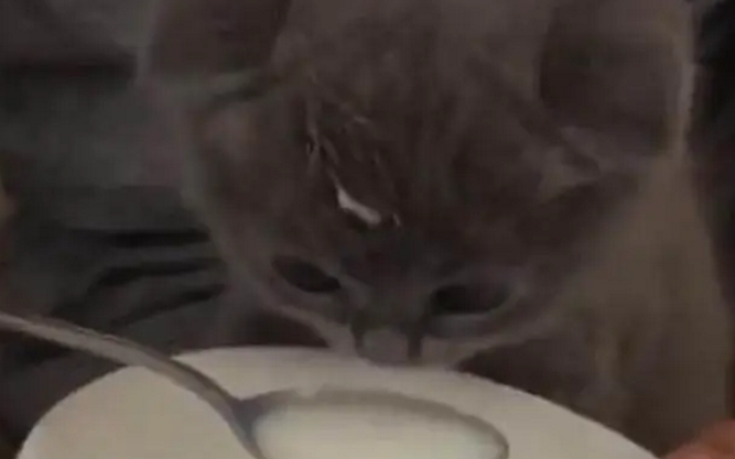 小奶猫,喝奶奶,吧嗒吧嗒的 网友:好可爱啊 小奶猫,喝奶奶,吧嗒吧嗒的 网友:好可爱啊