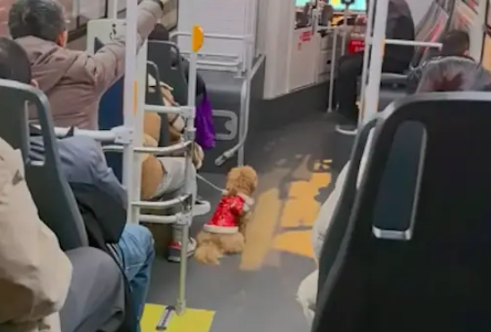 阿姨带着宠物狗上公交车,特意付了两个人的钱,包容的城市和司机 阿姨带着宠物狗上公交车,特意付了两个人的钱,包容的城市和司机