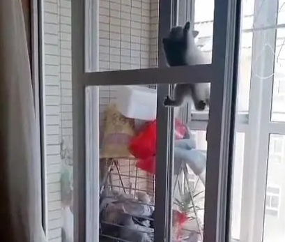 三只小奶猫不安分，竟然能贴着玻璃爬上去，主人：你们是蜘蛛侠吗
