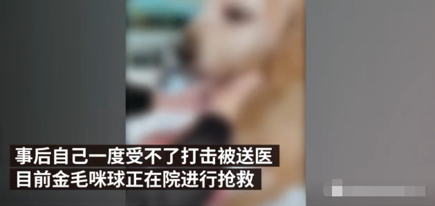 14岁老金毛晒太阳，竟被保安打的颅骨多处骨折休克，网友说:活该打死…