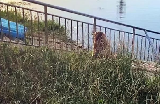 主人不幸溺亡，忠犬金毛苦苦守候，拒绝离开事发地