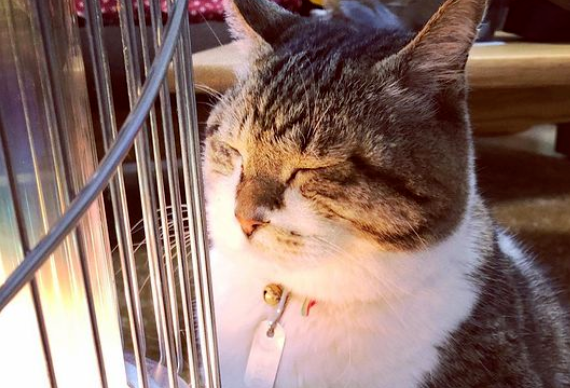 猫咪烤火上瘾，主人怕太靠近关暖炉，低头便见两张“贞子脸”！