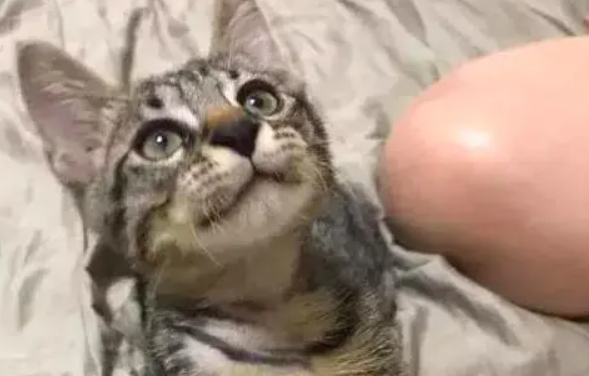 主人表演大口吞猫头，只是没想到下一秒，猫咪立马戏精上身了