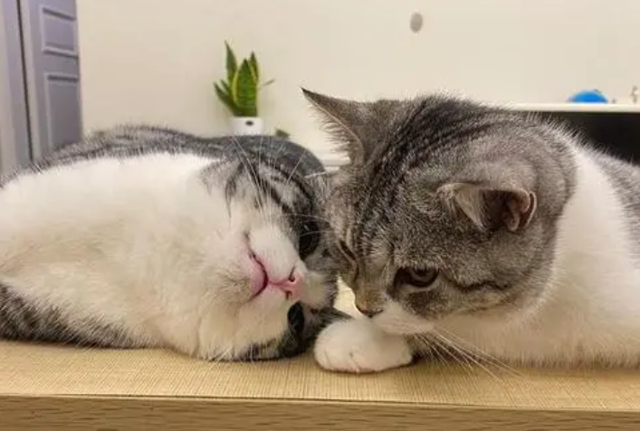 两只猫谈恋爱过于“矜持”,主人一旁干着急:何时才能抱上孙子? 两只猫谈恋爱过于“矜持”,主人一旁干着急:何时才能抱上孙子?