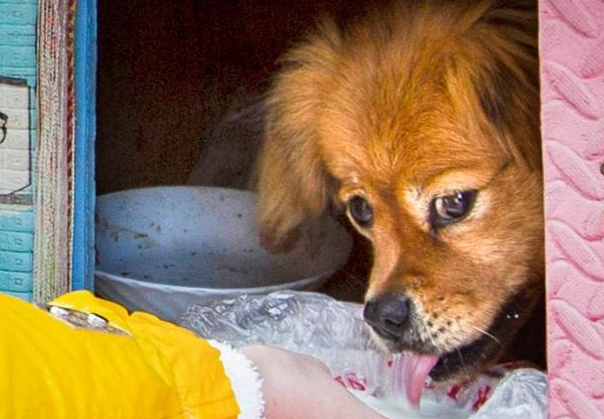 16年辽宁大爷患癌去世，忠犬大黄拒绝被收养，在原地等候主人５年