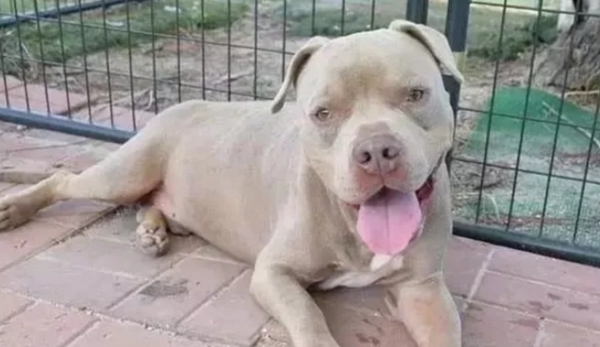 比特犬被困铁笼9天，瘦到只有21斤，兽医：主人也太狠心了