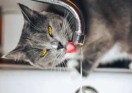 猫咪路边饥渴难耐,自己开水龙头喝水,引来路人围观不敢打扰! 猫咪路边饥渴难耐,自己开水龙头喝水,引来路人围观不敢打扰!