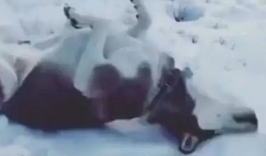 南方的哈士奇第一次见到雪，兴奋的根本停不下来，一脸幸福