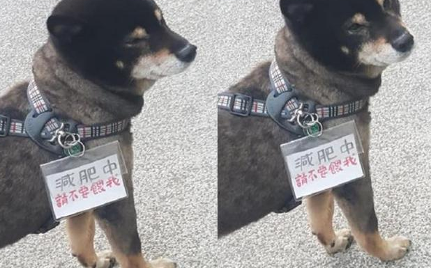 今天生意不好？黑柴坐超市门口等吃，脖子上的挂牌笑翻网友