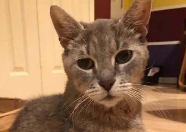 流浪猫怀孕后首次向人讨食,生完孩子知恩图报,专门回来道谢 流浪猫怀孕后首次向人讨食,生完孩子知恩图报,专门回来道谢