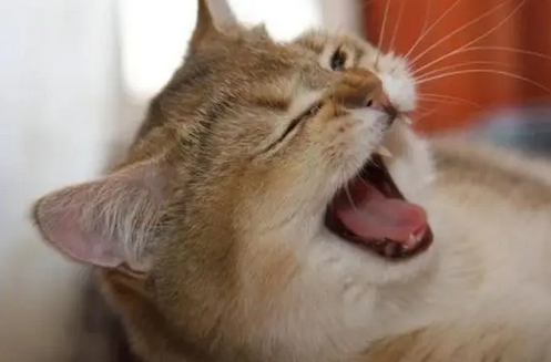  猫咪打不出喷嚏很难受，主人就想出了这招，猫咪瞬间释放了……