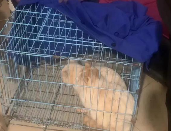 新后续！猫咪已救出，视频中看着模样可怜