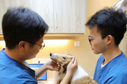 宠物过度医疗、饲养者维权难......宠物医疗领域亟待破题 宠物过度医疗、饲养者维权难......宠物医疗领域亟待破题