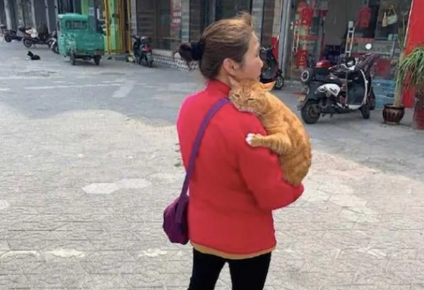 老奶奶向路人炫耀橘猫,如同炫耀孙子一样,猫:我胖我骄傲 老奶奶向路人炫耀橘猫,如同炫耀孙子一样,猫:我胖我骄傲