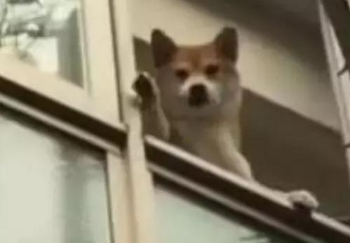 柴犬每天目送主人还做拜拜,主人:我可能是养了一只妖怪吧 柴犬每天目送主人还做拜拜,主人:我可能是养了一只妖怪吧