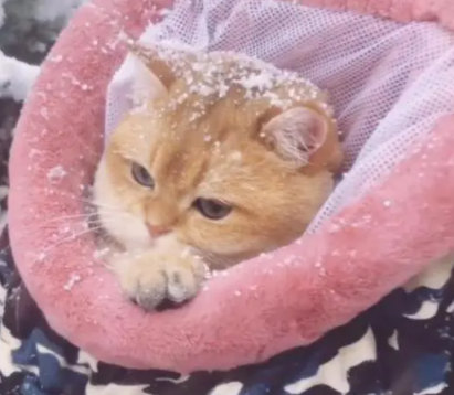 网友第一次带猫咪赏雪，猫咪冻得直哆嗦