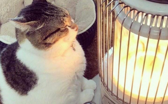 猫咪佛系烤火，主人一看，屁股都快没了