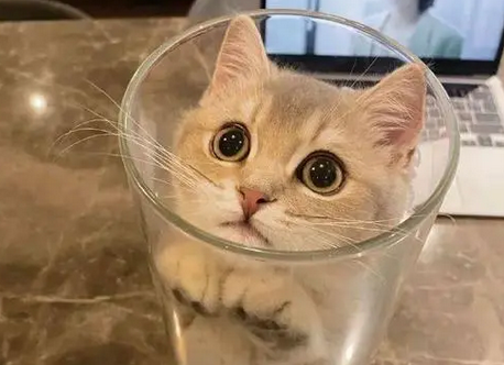猫咪卡在玻璃瓶里，主人刚准备去救它，结果却被猫咪打脸了