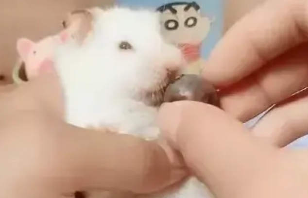 主人喂仓鼠吃葡萄，仓鼠太贪心了，脸都要撑爆了还在吃