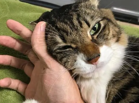 猫咪睡觉非要抱着铲屎官,一撒手猫咪生气了,上去就是一口! 猫咪睡觉非要抱着铲屎官,一撒手猫咪生气了,上去就是一口!