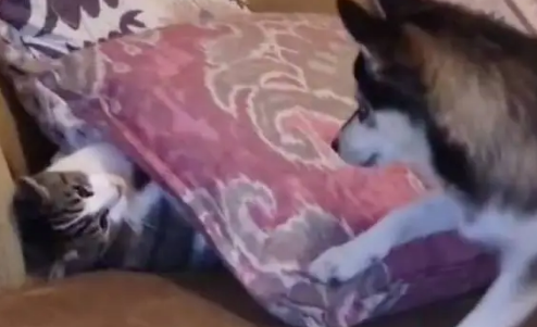高冷猫咪遇见犯二哈士奇也是没辙了,只能靠装睡来躲避骚扰 高冷猫咪遇见犯二哈士奇也是没辙了,只能靠装睡来躲避骚扰