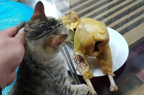 偷吃铲屎官食物的猫咪，吃到之后一脸幸福的表情