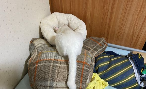 猫不见了,主人细看后笑翻,原来它竟和猫窝融为一体了 猫不见了,主人细看后笑翻,原来它竟和猫窝融为一体了