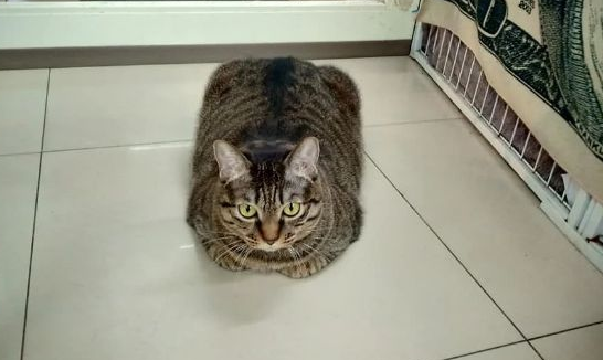 主人发现猫咪越长越“方”,大家原本不信,一看照片全笑翻 主人发现猫咪越长越“方”,大家原本不信,一看照片全笑翻