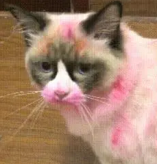 猫咪玩口红，主人给猫咪涂满身体，猫咪瞬间气呼呼：哼，不想理你