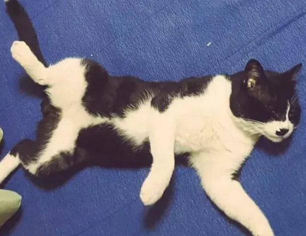 经常来串门的猫咪“消失”了，隔了几年才知道真相：已经去喵星了