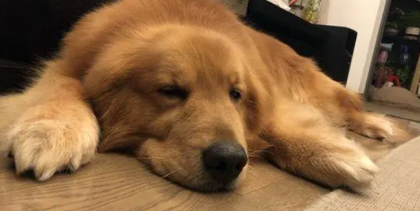 养了八年的金毛,突然变成禁养犬了,现在都不敢带出来遛了 养了八年的金毛,突然变成禁养犬了,现在都不敢带出来遛了