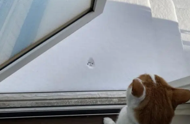 猫咪想出门看雪,刚踏出第一步就放弃了,然后回家窝在温暖的床上 猫咪想出门看雪,刚踏出第一步就放弃了,然后回家窝在温暖的床上