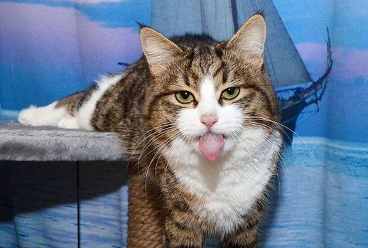 网友在宿舍上铺养了一只猫咪，猫咪每次下床的瞬间都让人笑喷