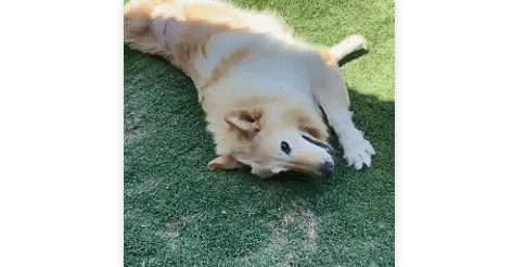 你家狗多久洗一次？我家狗都快把我逼疯了...