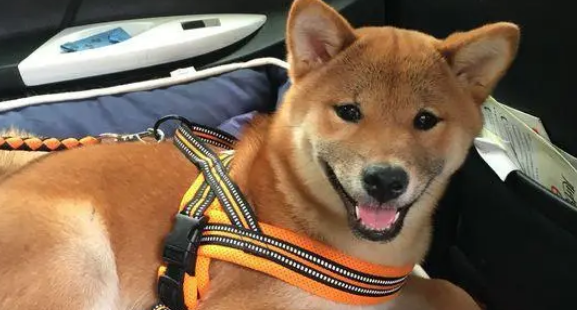 柴犬坐车出来玩晕车了,下车刚缓过劲来,一抬头看到镜子里的自己 柴犬坐车出来玩晕车了,下车刚缓过劲来,一抬头看到镜子里的自己