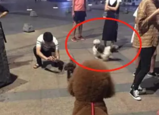 小泰迪大街遇到“巨泰”，狗狗一脸懵：哥们，你咋长那么大呢？