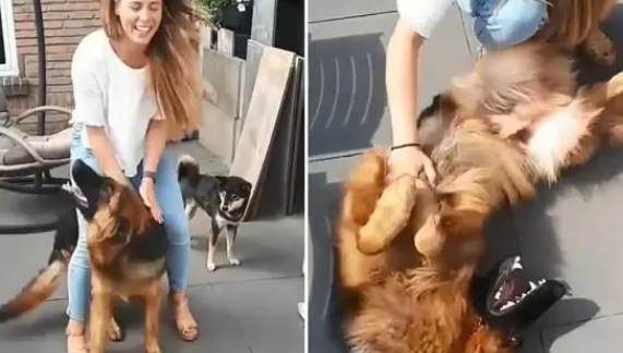 妈妈离开10分钟,德国狼犬激动飞扑,翻肚讨摸:好想好想你 妈妈离开10分钟,德国狼犬激动飞扑,翻肚讨摸:好想好想你