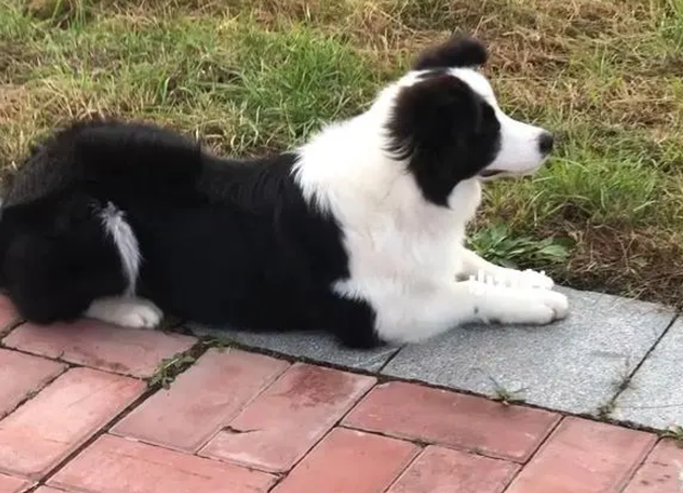 因为没有把羊群带好,残忍的牧场主将边境牧羊犬吊树上杀害 因为没有把羊群带好,残忍的牧场主将边境牧羊犬吊树上杀害