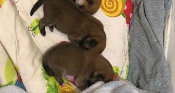 刚刚满月的柴犬,一天一个样,它们真是太可爱了! 刚刚满月的柴犬,一天一个样,它们真是太可爱了!