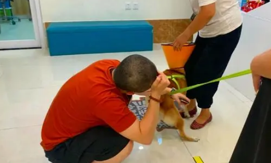 受伤柴犬流浪街头,走丢5天后,主人却被蒙在鼓里,家人没告诉他 受伤柴犬流浪街头,走丢5天后,主人却被蒙在鼓里,家人没告诉他