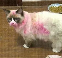 猫咪玩口红，主人给猫咪涂满身体，猫咪瞬间气呼呼：哼，不想理你