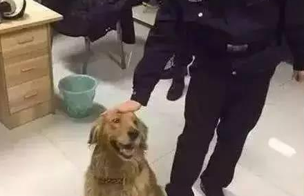 警察局收留走丢金毛,但金毛却吃警犬零食,警犬的回应亮了 警察局收留走丢金毛,但金毛却吃警犬零食,警犬的回应亮了