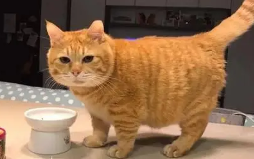 吃完饭刚刚离开2分钟就明白一个道理,橘猫就是橘猫,长胖是天性 吃完饭刚刚离开2分钟就明白一个道理,橘猫就是橘猫,长胖是天性