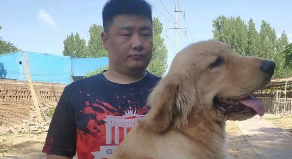 金毛已经是大小伙子了，有时间的时候就给它梳梳毛，很开心
