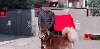 花400元买的阿拉斯加，长大后主人觉得奇怪
