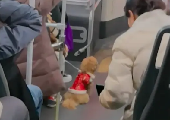 阿姨带着宠物狗上公交车,特意付了两个人的钱,包容的城市和司机 阿姨带着宠物狗上公交车,特意付了两个人的钱,包容的城市和司机