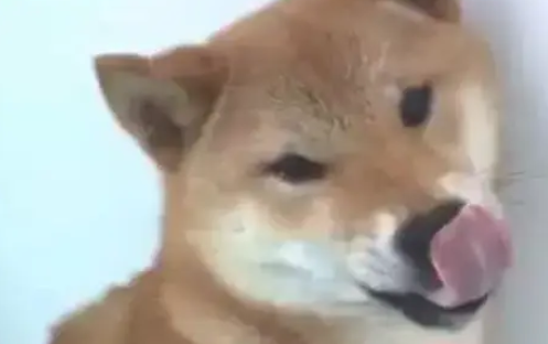 柴犬对着主人龇牙咧嘴,主人上去就是一巴掌:活腻歪了是吧? 柴犬对着主人龇牙咧嘴,主人上去就是一巴掌:活腻歪了是吧?